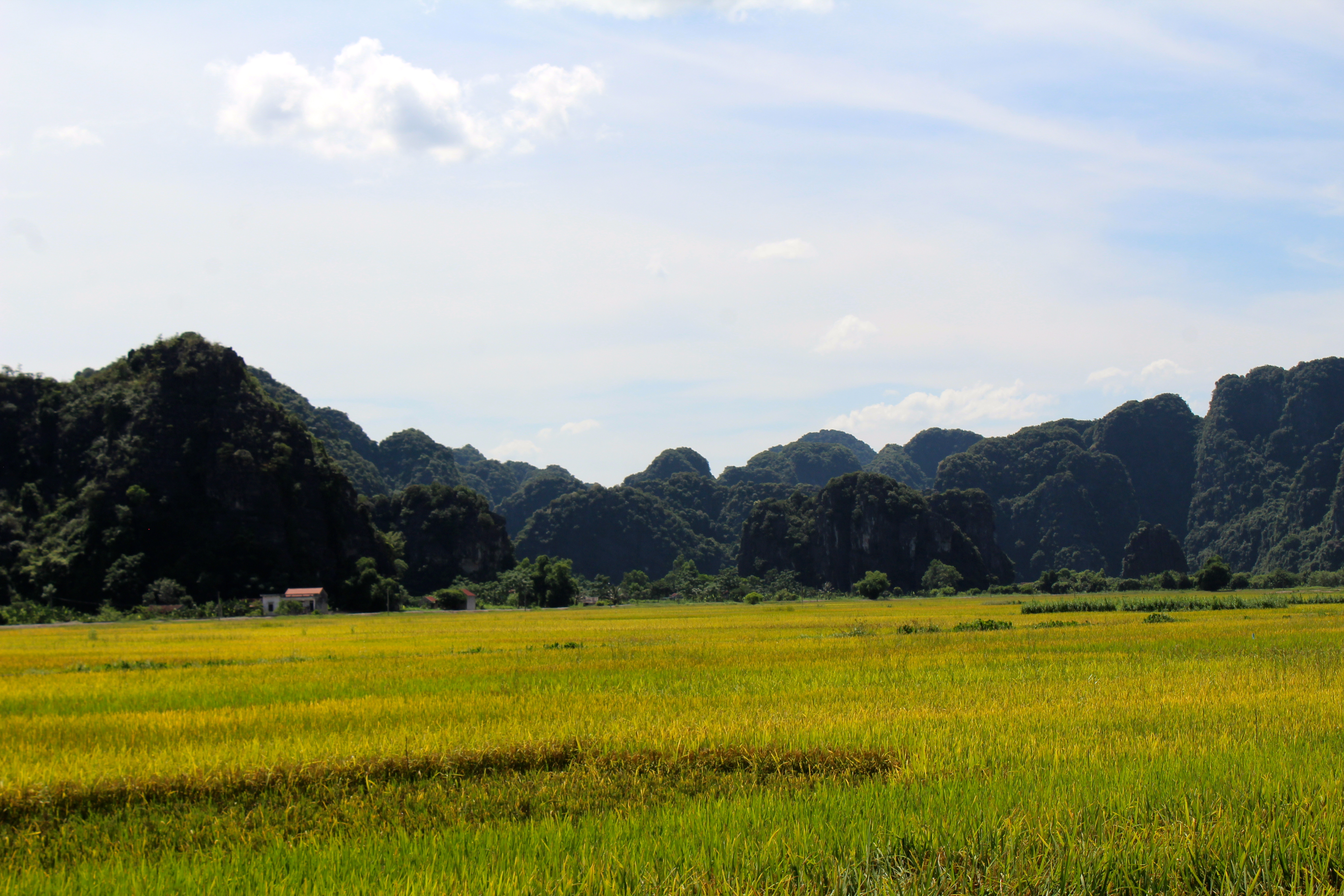 Stunning rice fields before harvest