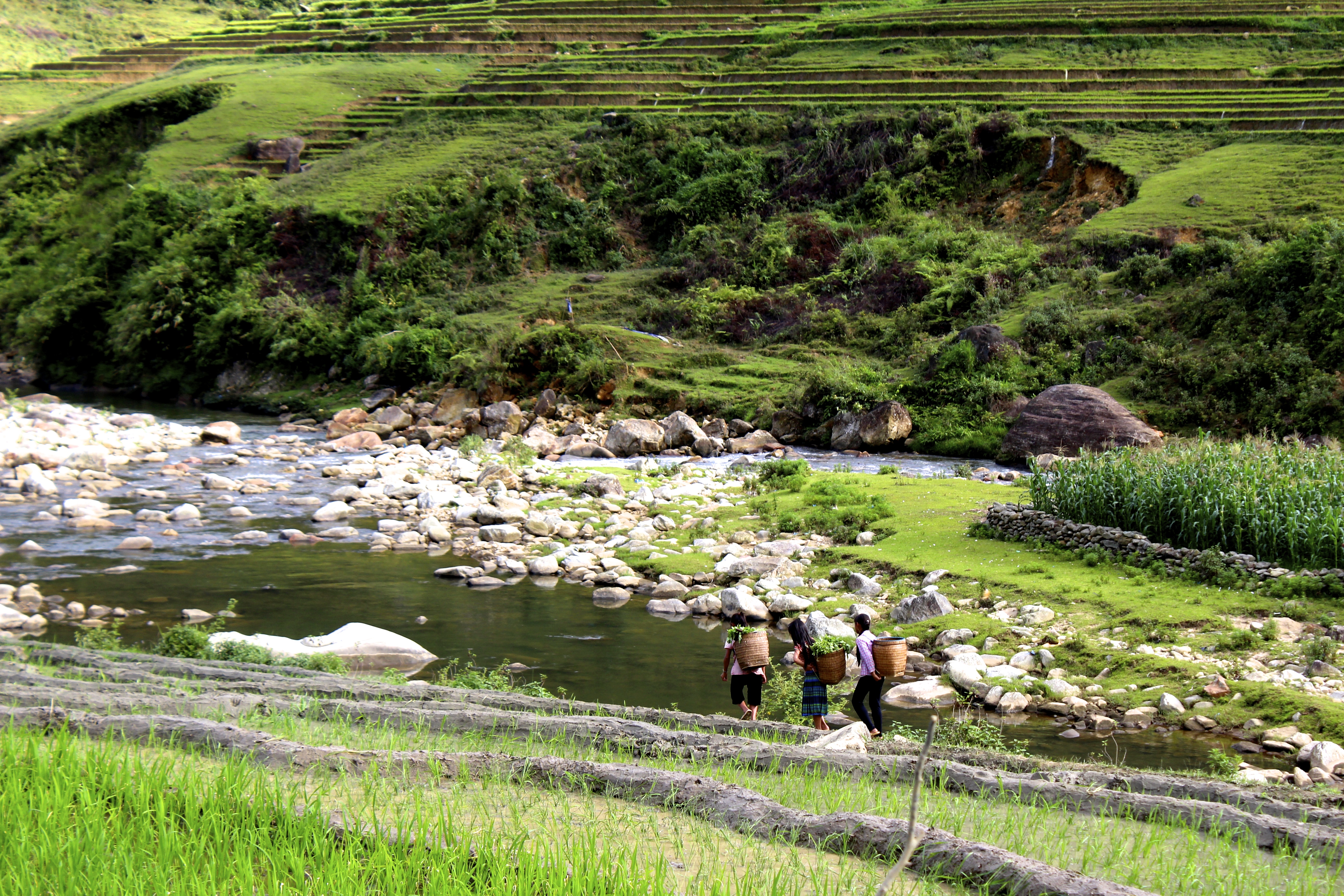 Locals walking through the rice terraces.