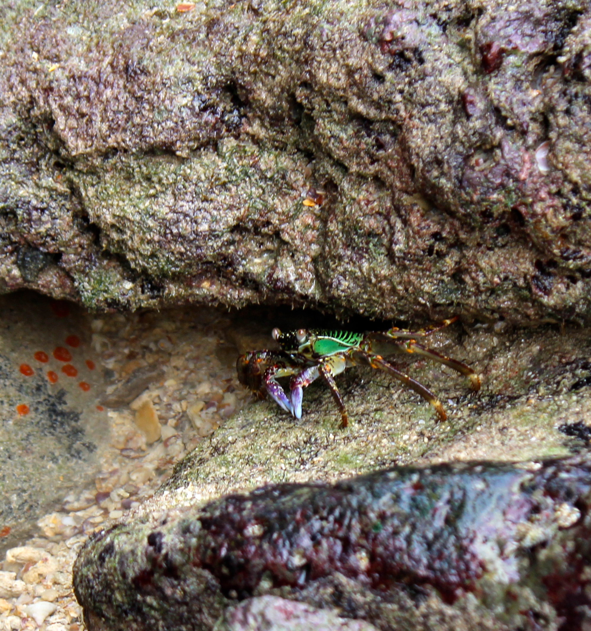Saw the most beautiful crab during low tide in Tonsai Bay.