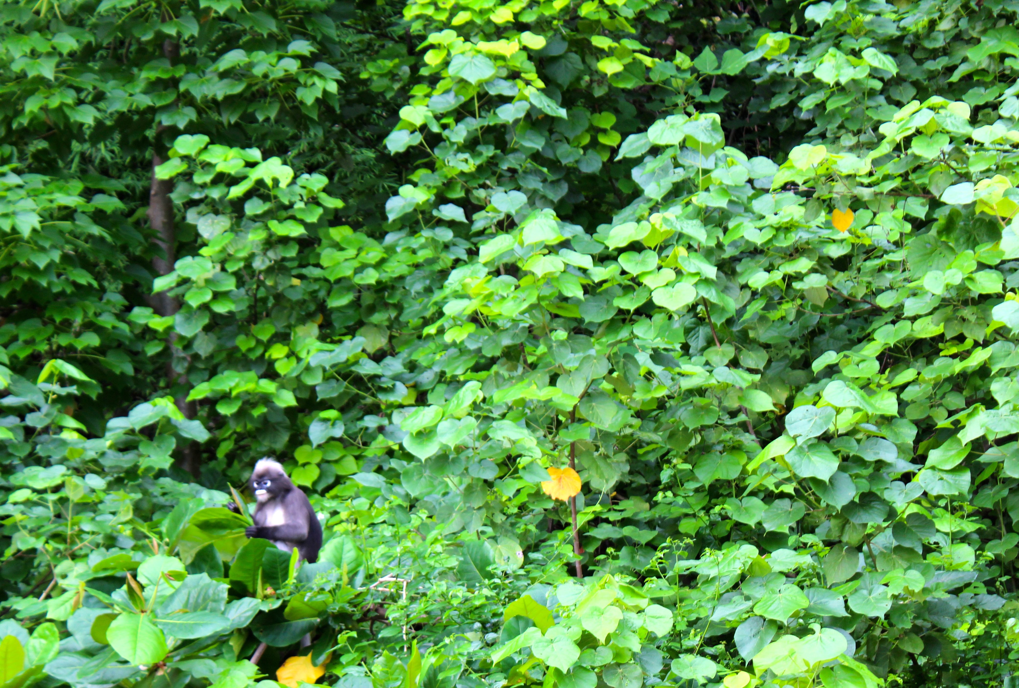 So lucky to see a Dusky Leaf Monkey!