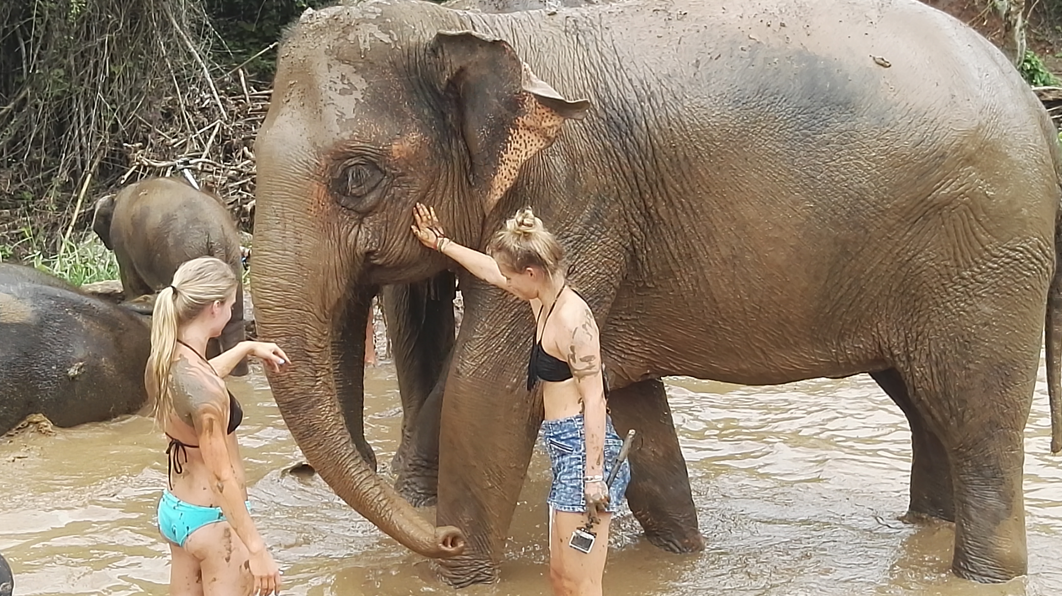 Giving our friends a bath at The Elephant Jungle Sanctuary! 