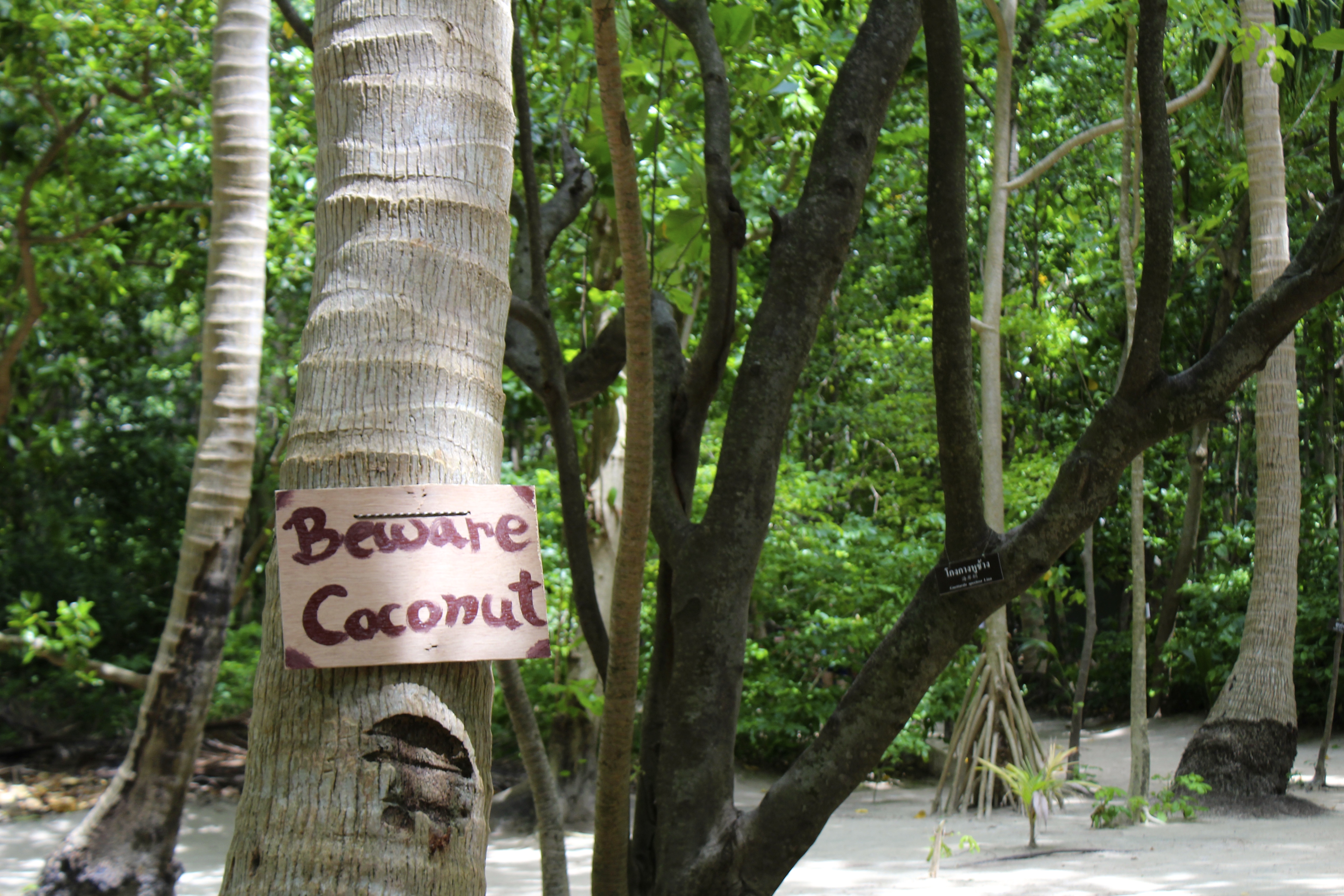 Loved this sign nailed to a coconut tree!