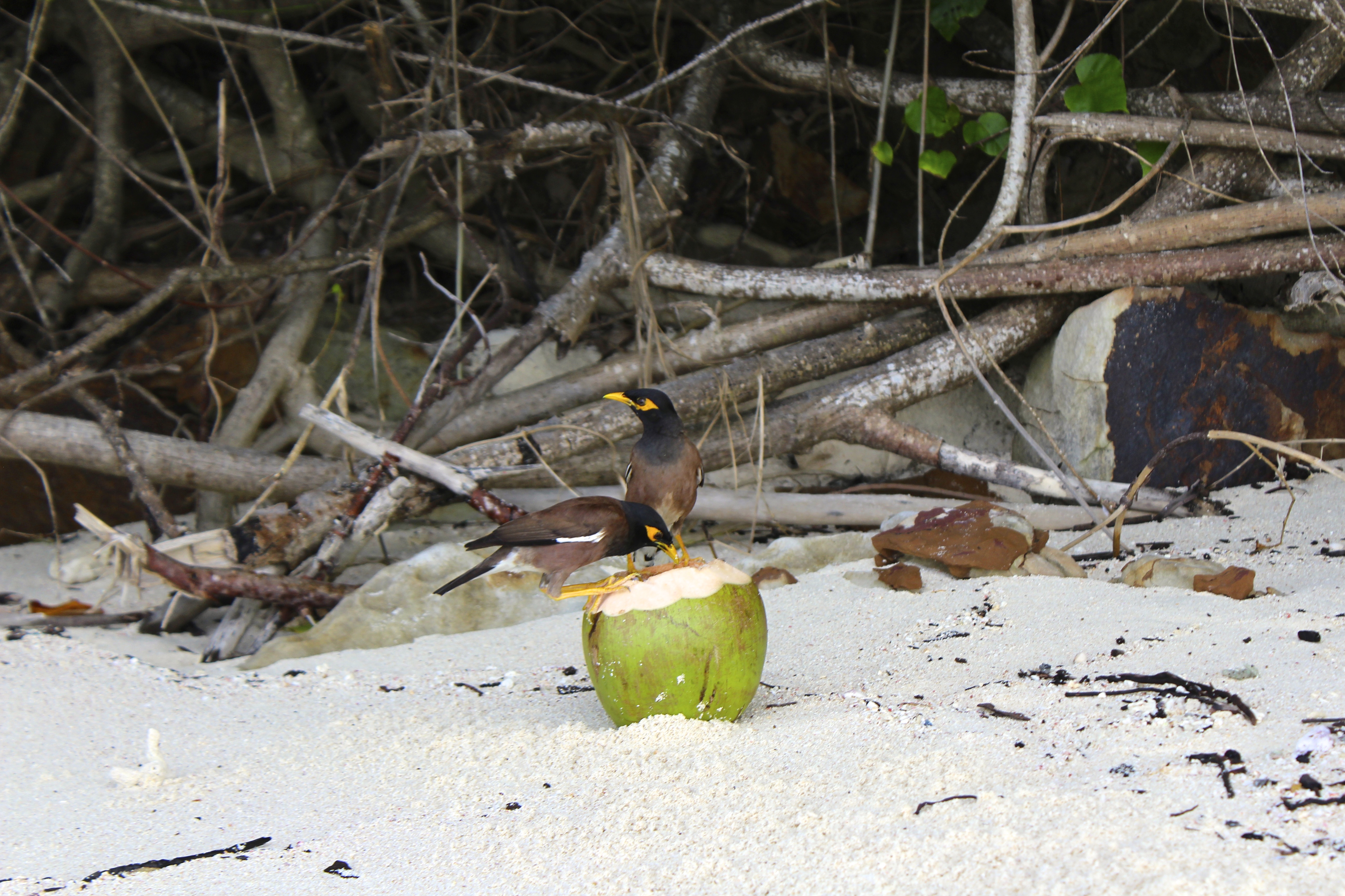 Island birds enjoying some fresh coconut on Bamboo Island.