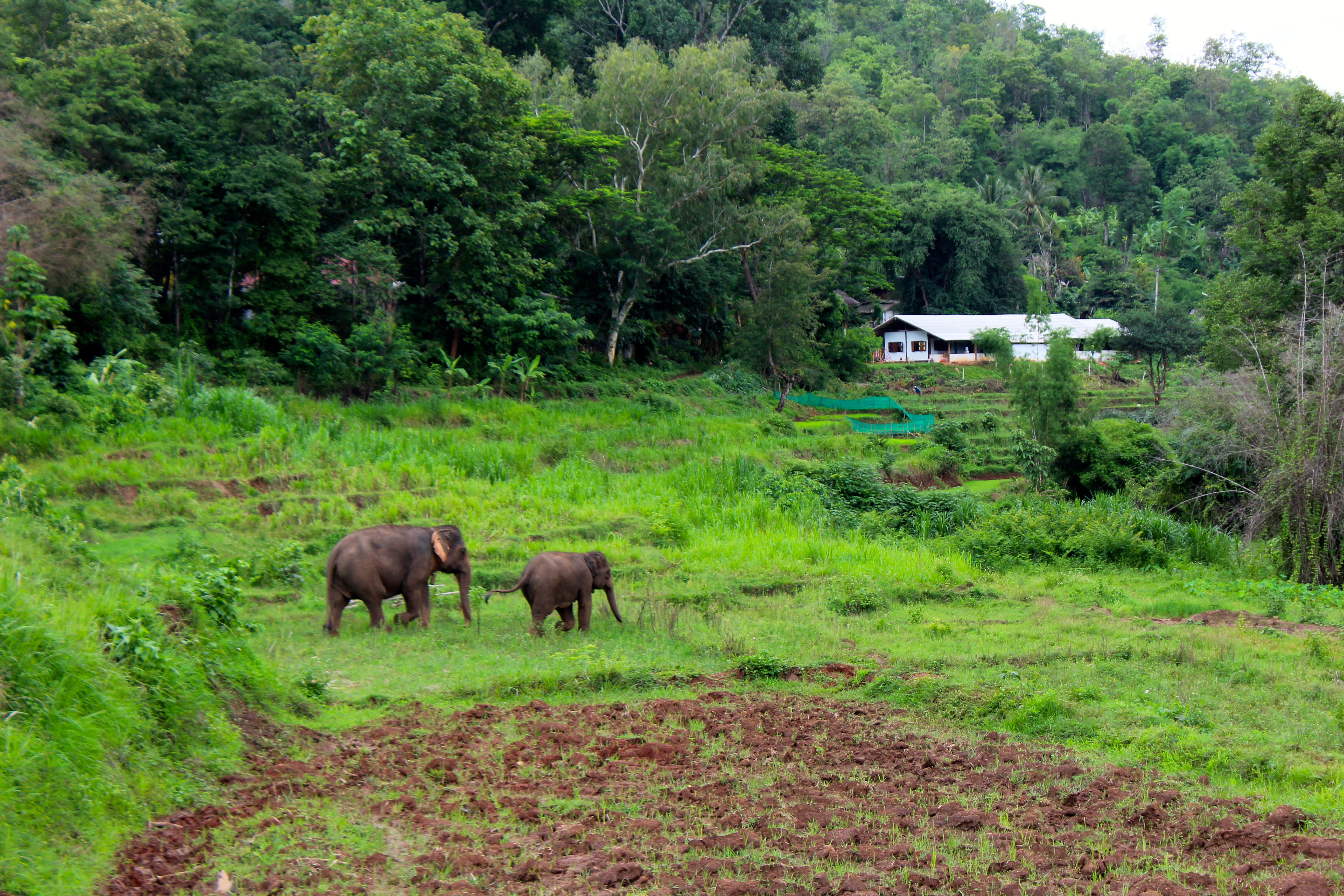 Elephants freely roaming around at The Elephant Jungle Sanctuary.
