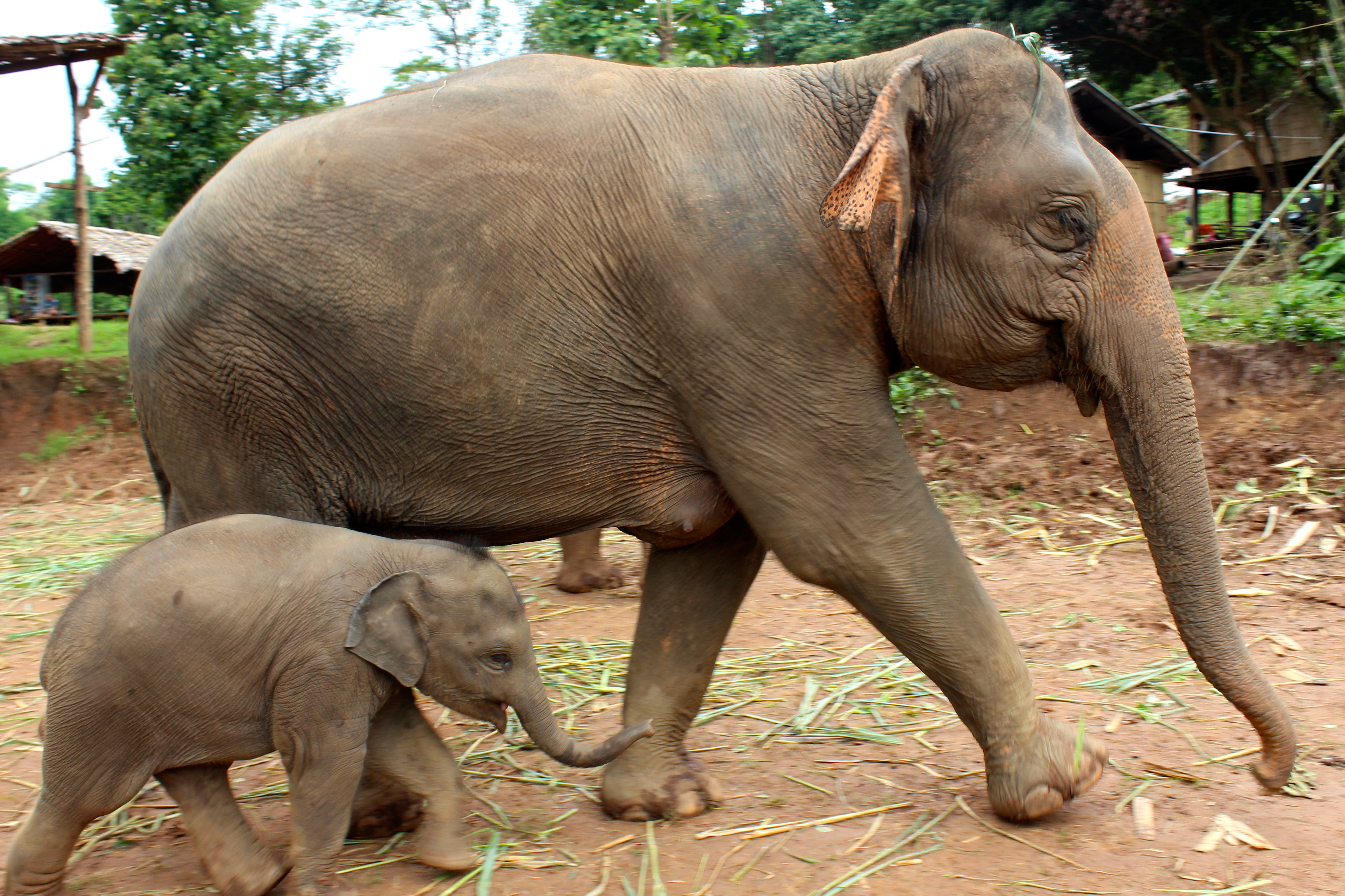 Mom & baby at The Elephant Jungle Sanctuary.