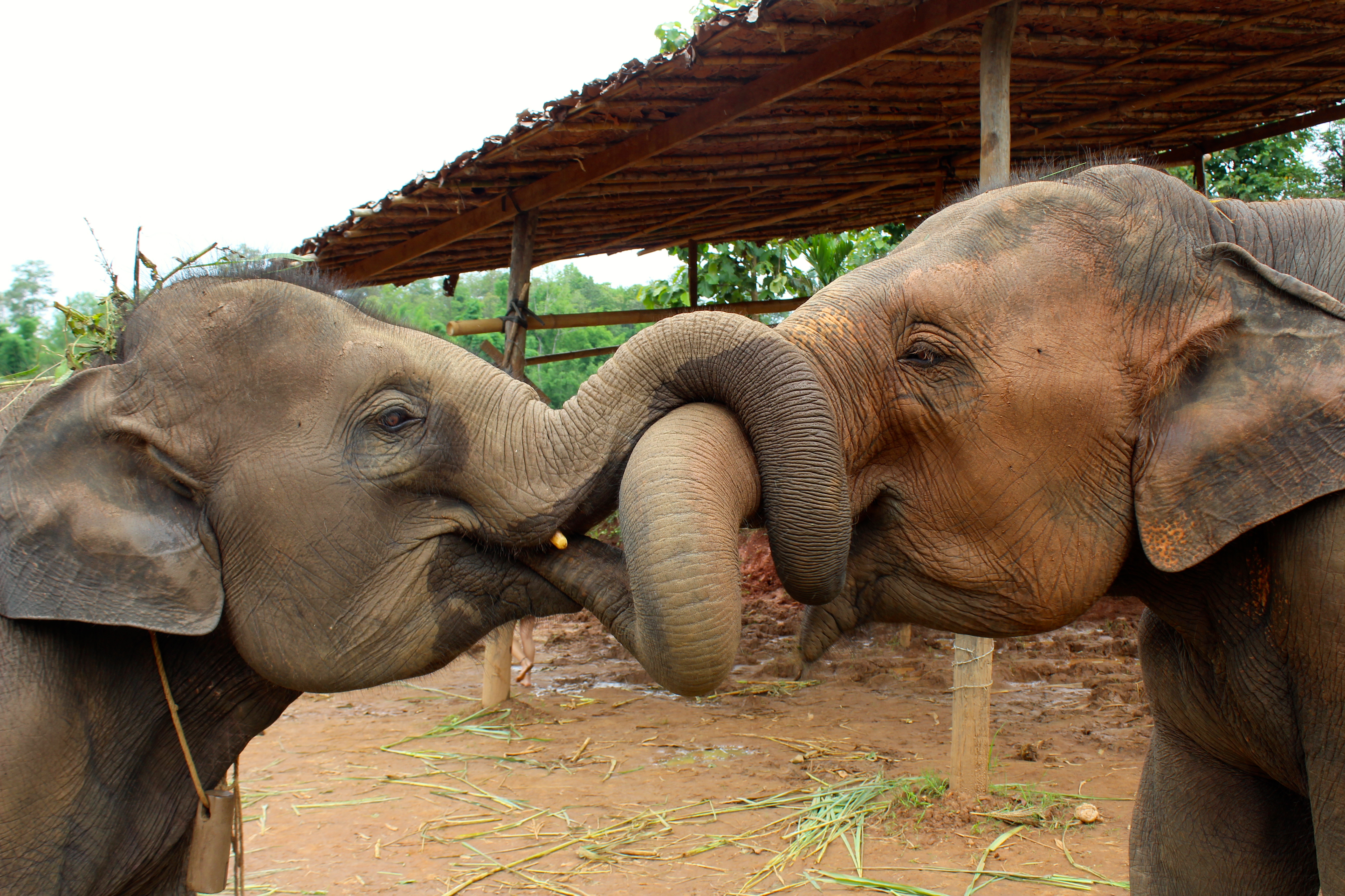 Two elephants embrace at The Elephant Jungle Sanctuary!