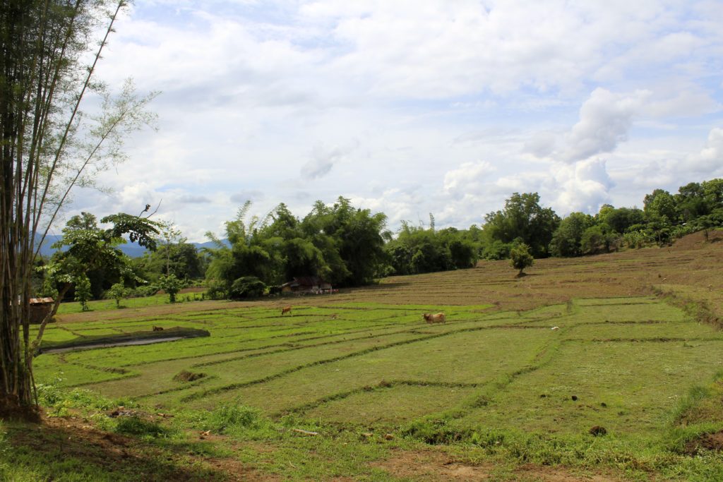 Fields around Pai Circus Hostel.