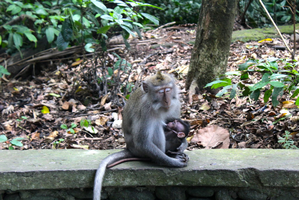 Mamma and baby taking a snooze in the Monkey Forest.