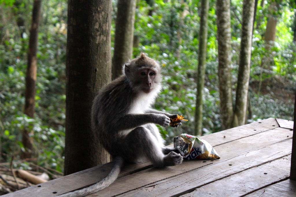 A monkey of the Monkey Forest up to no good.