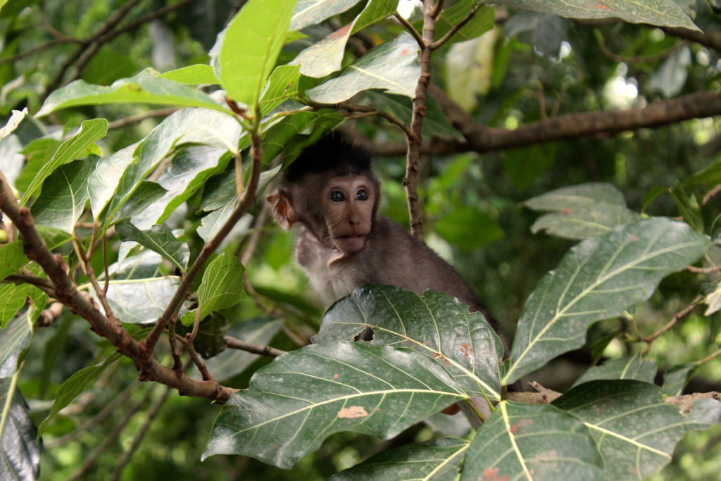 The tiniest little baby monkey hiding in the trees of the Ubud Monkey Forest!