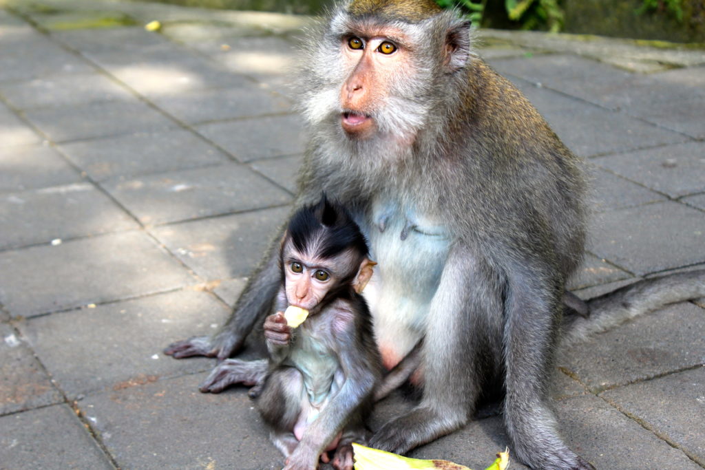 Mamma and baby sharing a banana.