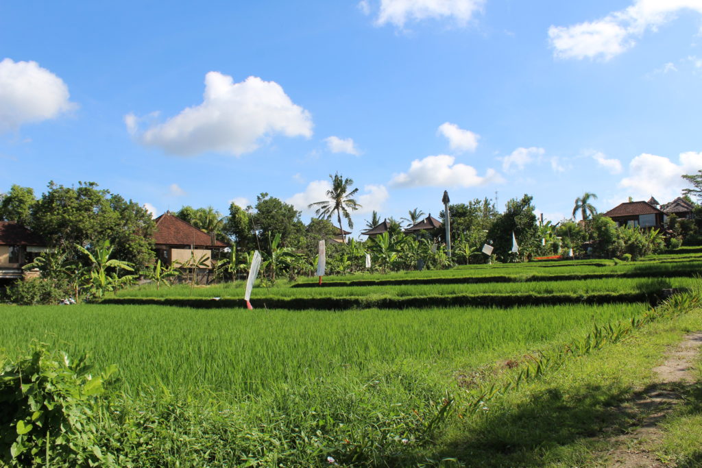 Rice fields in Ubud.