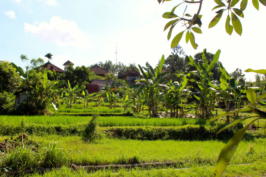 Rice fields in Ubud.