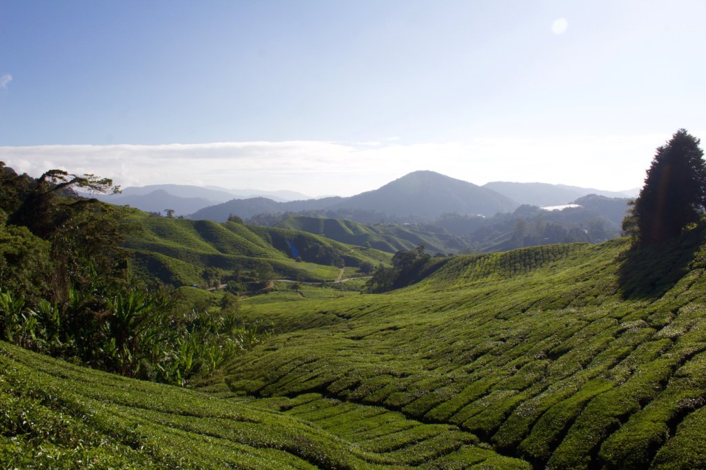 boh tea plantations cameron highlands