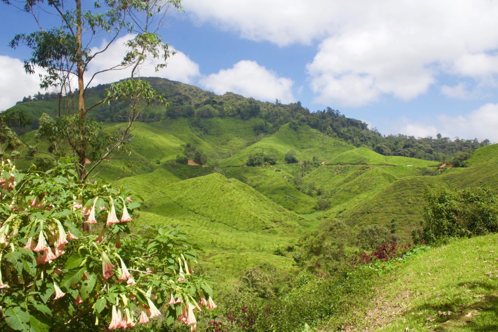 boh tea plantations cameron highlands