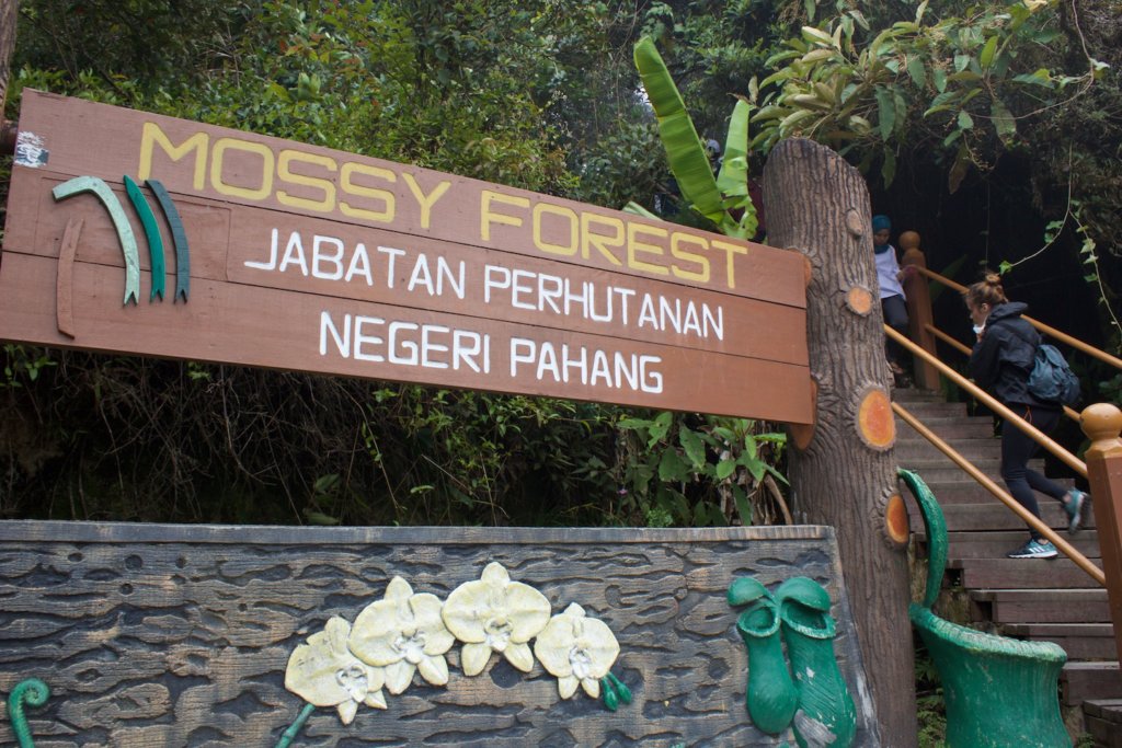 mossy-forest-cameron-highlands