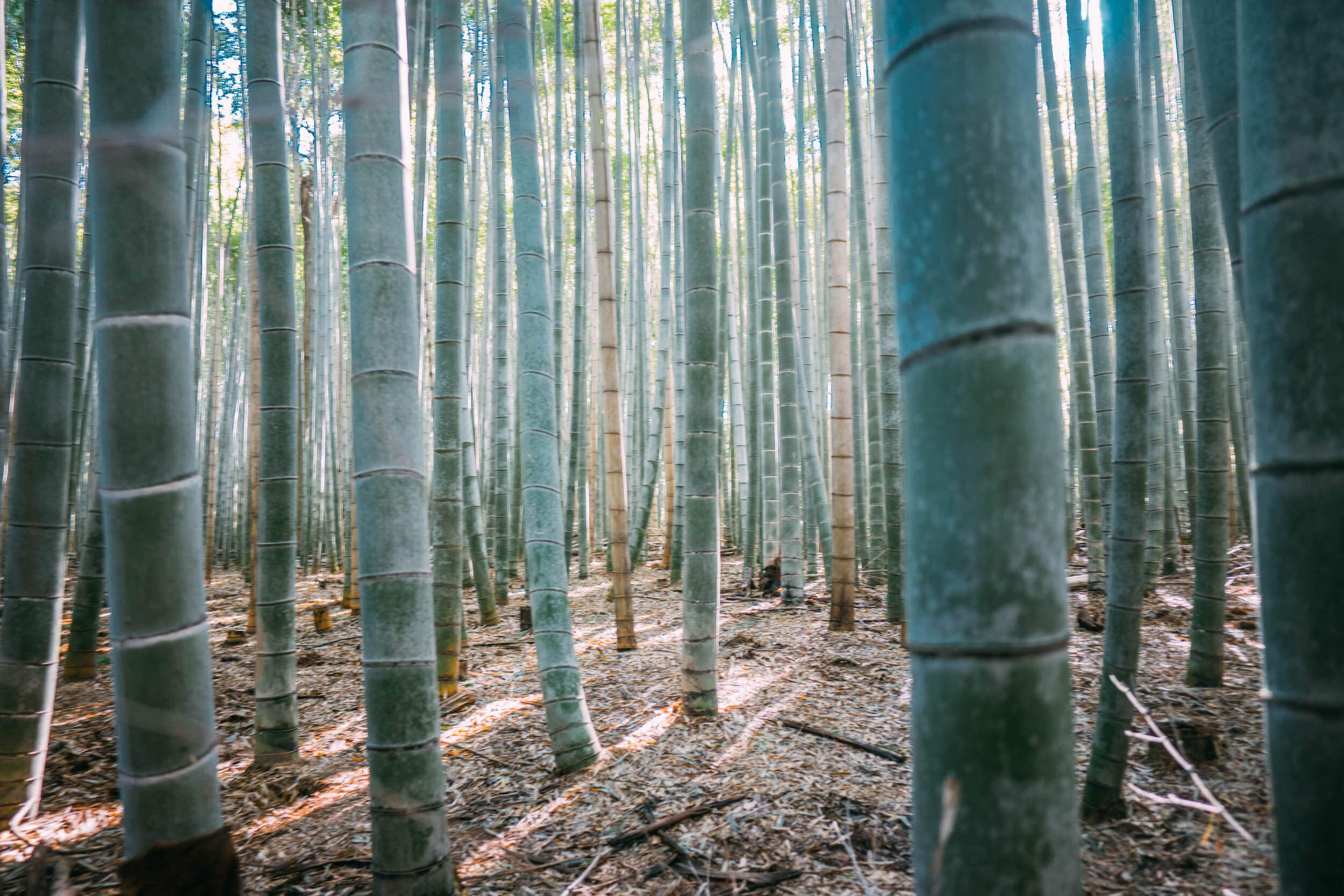 Wanderluluu Colombia Travel, Japan, Kyoto, 2 Day Itinerary Kyoto, Bamboo Forest Kyoto