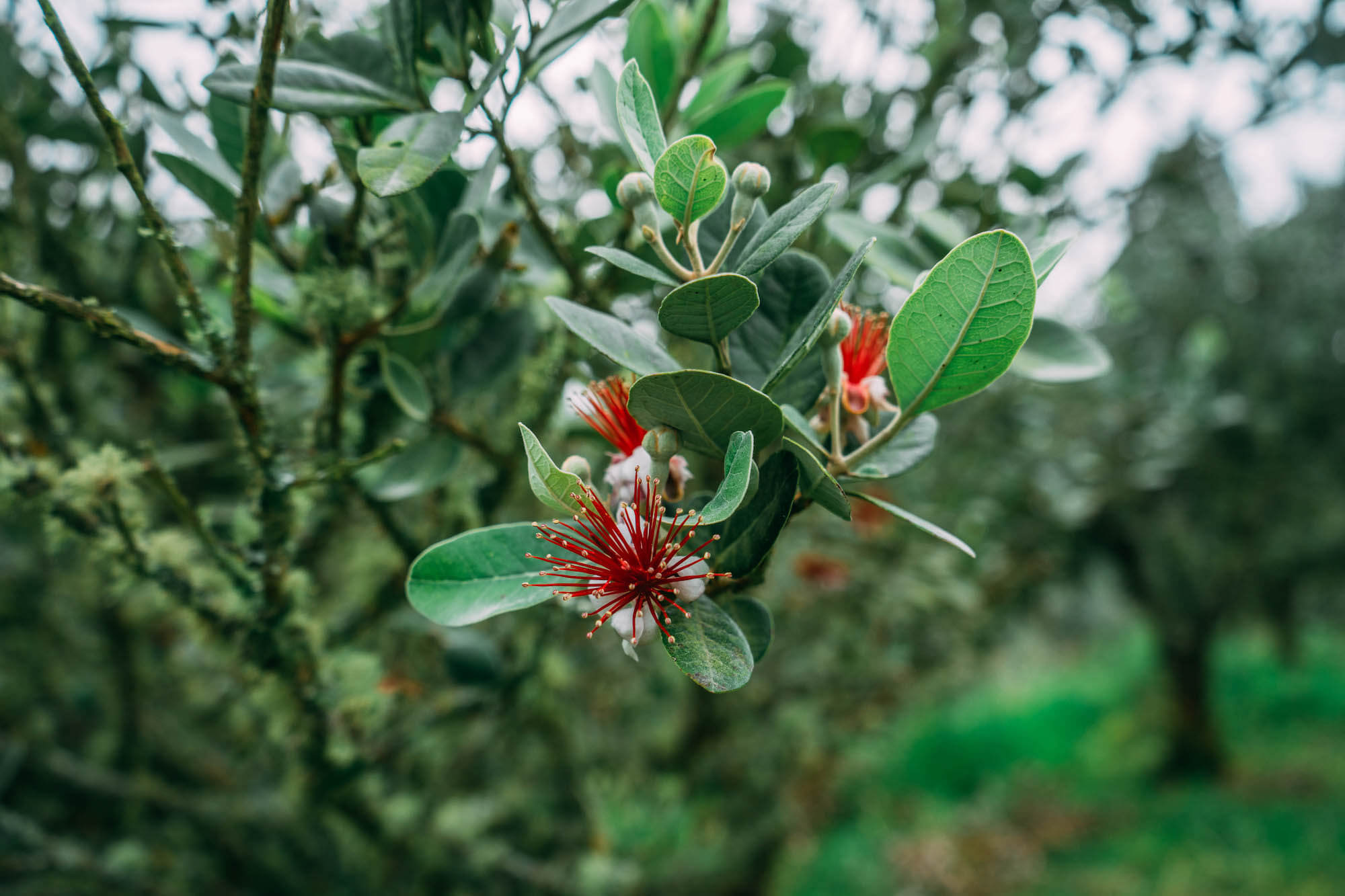 El Nido del Condor Ecolodge, Secretos de Colombia, where to stay in Manizales, unique places to stay in Colombia, wanderluluu