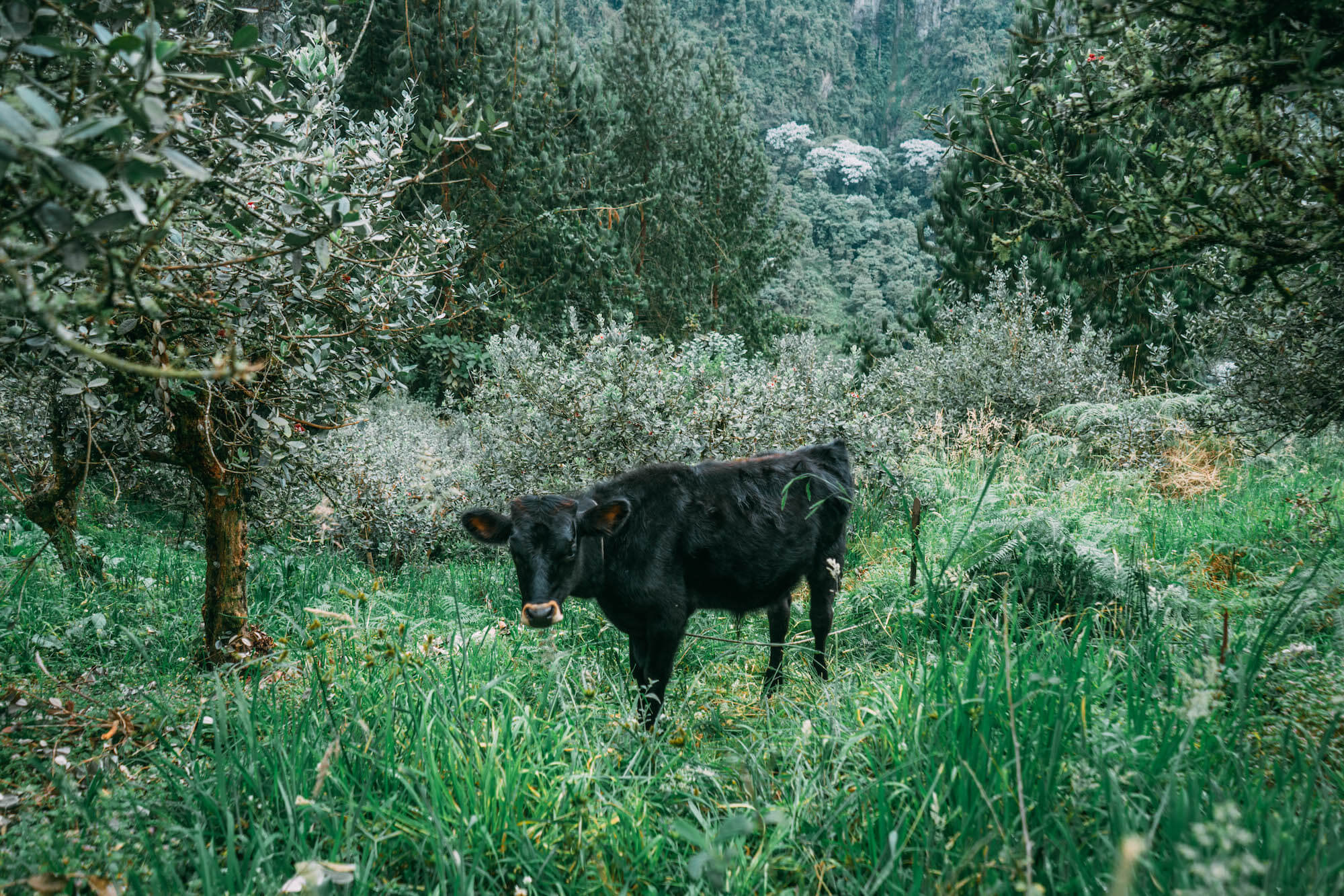 El Nido del Condor Ecolodge, Secretos de Colombia, where to stay in Manizales, unique places to stay in Colombia, wanderluluu