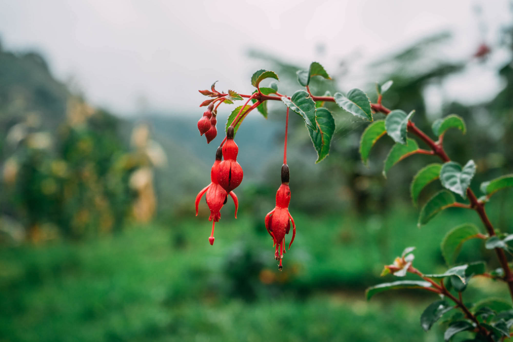 El Nido del Condor Ecolodge, Secretos de Colombia, where to stay in Manizales, unique places to stay in Colombia, wanderluluu