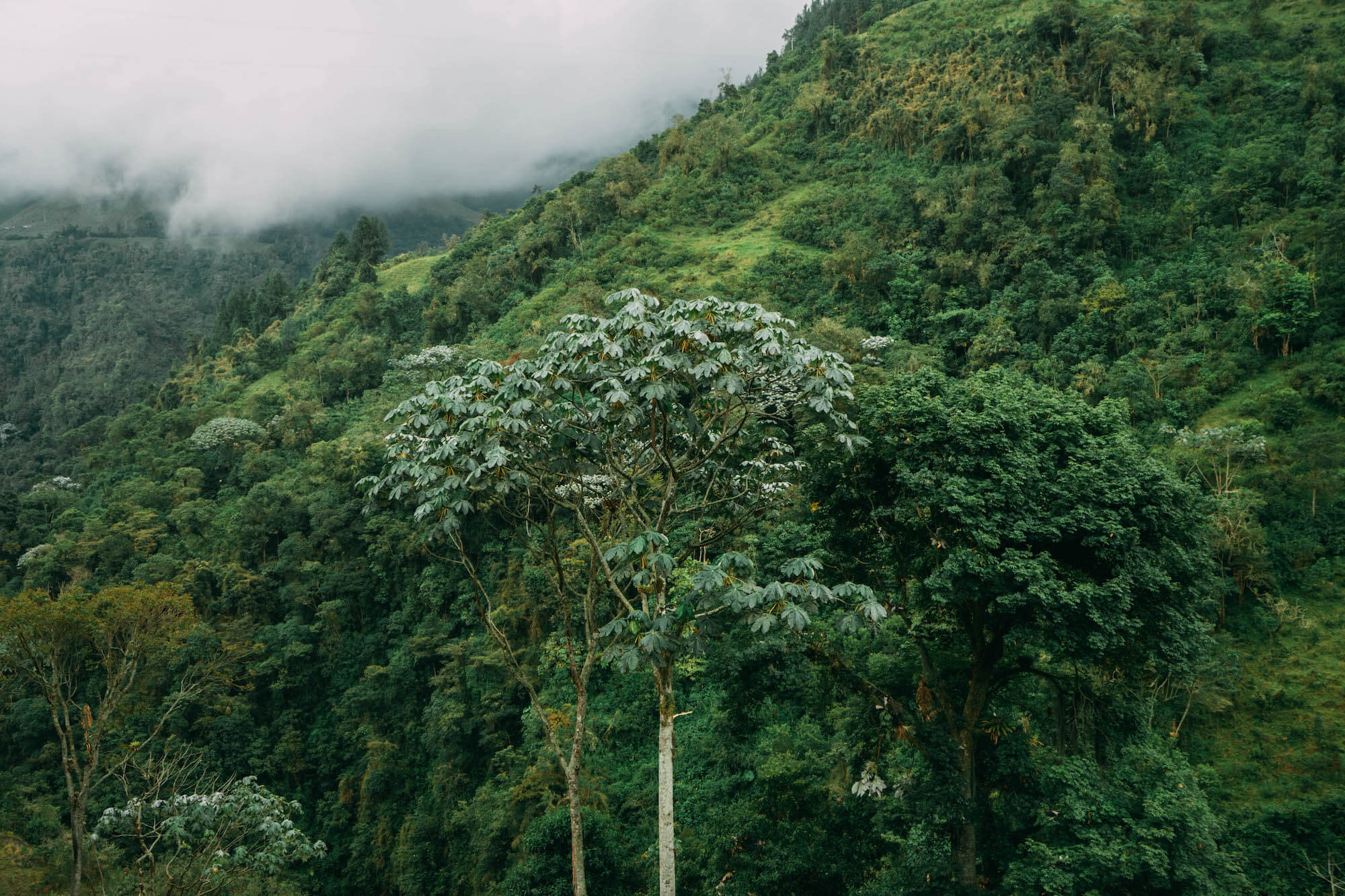 El Nido del Condor Ecolodge, Secretos de Colombia, where to stay in Manizales, unique places to stay in Colombia, wanderluluu