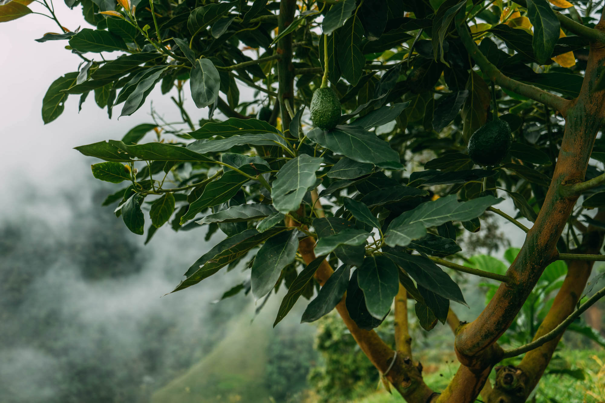 El Nido del Condor Ecolodge, Secretos de Colombia, where to stay in Manizales, unique places to stay in Colombia, wanderluluu