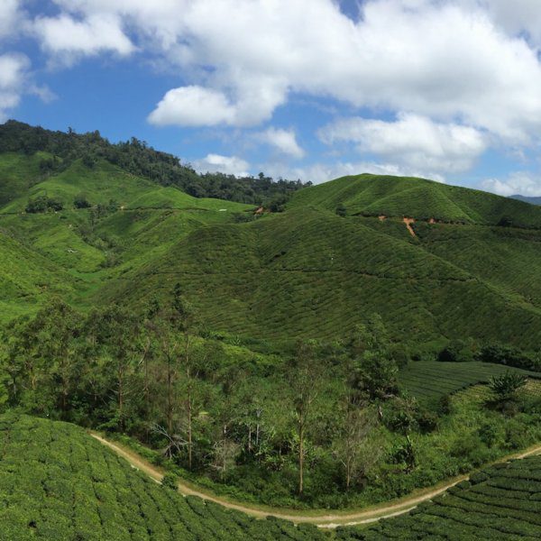 boh tea plantation cameron highlands