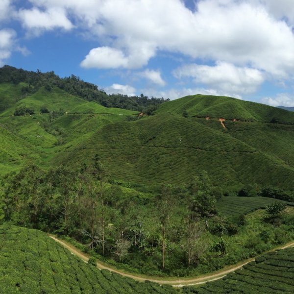 boh tea plantation cameron highlands